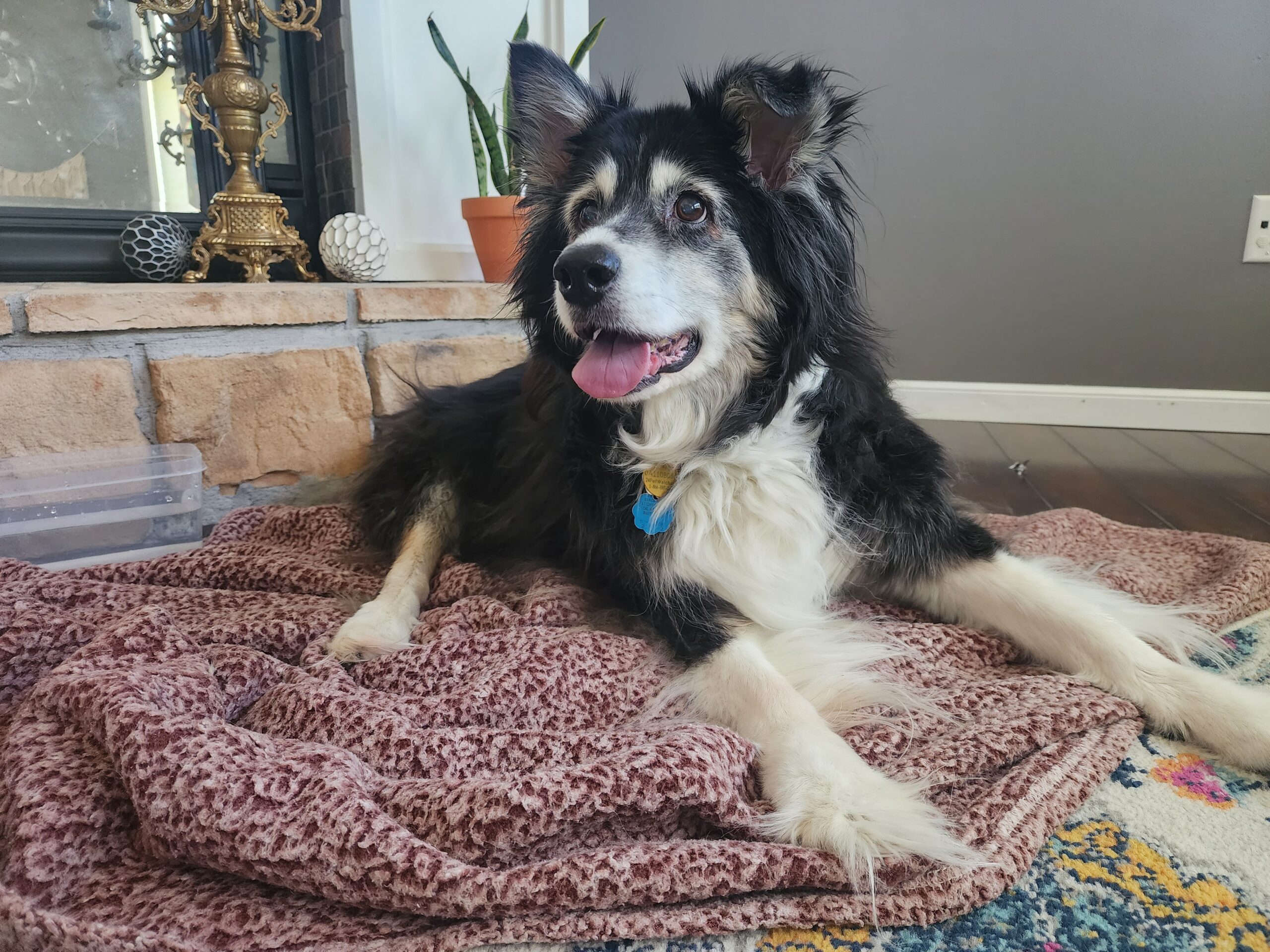Misty Jo, a senior black and white dog, resting comfortably on a blanket at home.